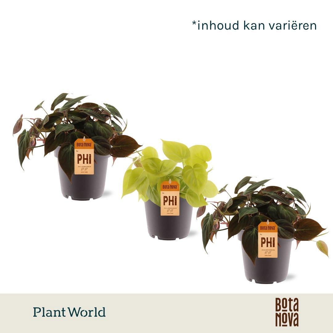 Горшечные цветы и растения оптом Philodendron Scandens Micans Mix от 10шт из Голландии с доставкой по России
