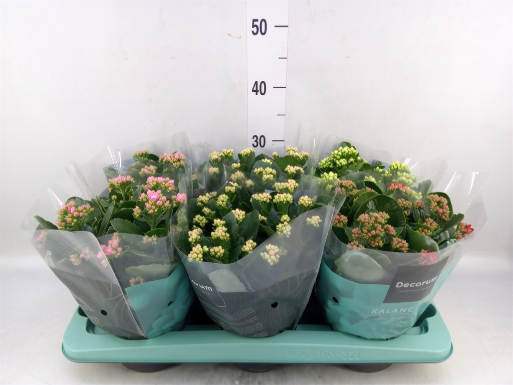Горшечные цветы и растения оптом Kalanchoe Blos.   ..rosebud Mix  4 от 6шт из Голландии с доставкой по России