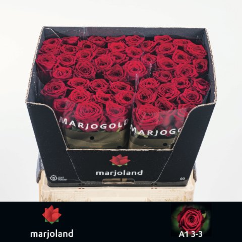 Срезанные цветы оптом Rosa large red naomi! от 50шт. из Голландии с доставкой по России