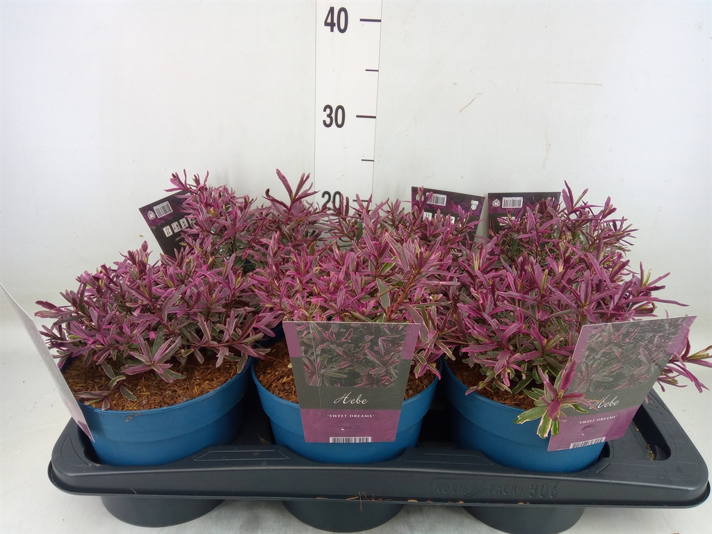 Горшечные цветы и растения оптом Hebe   ... от 6шт из Голландии с доставкой по России