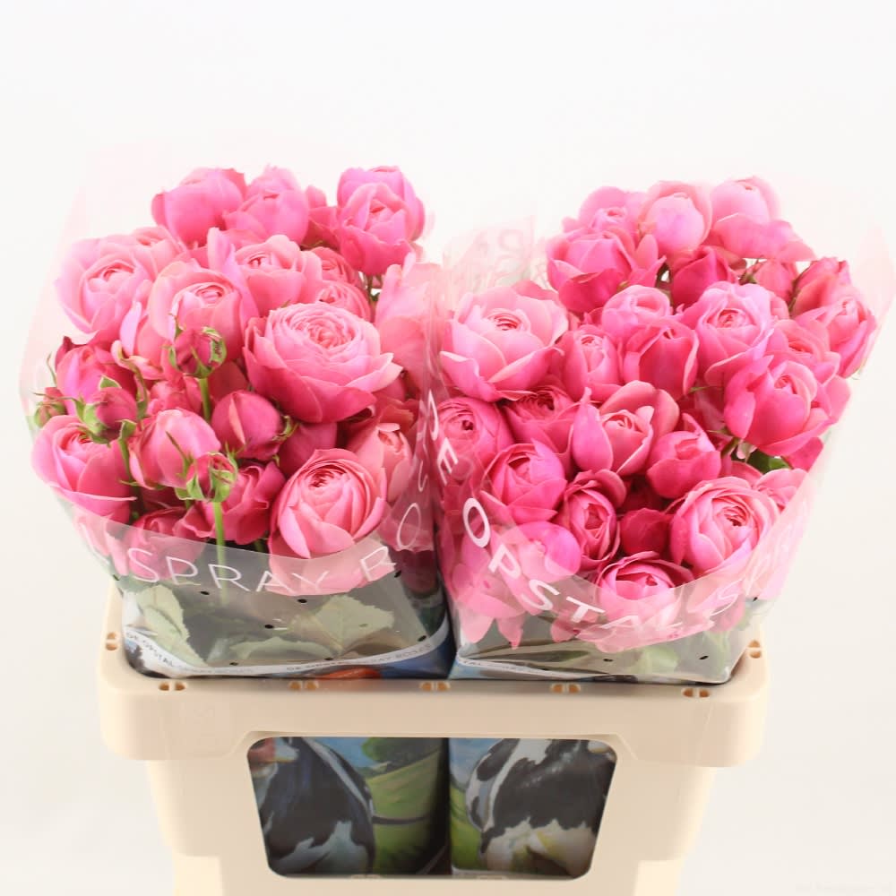 Срезанные цветы оптом Rosa spray silva pink+ от 20шт из Голландии с доставкой по России
