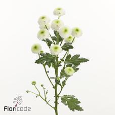 Срезанные цветы оптом Chrys sa collin от 75шт из Голландии с доставкой по России