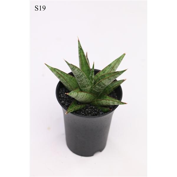 Горшечные цветы и растения оптом Sansevieria Comet Canoe от 9шт (для телеги) из Голландии с доставкой по России