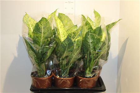 Горшечные цветы и растения оптом Dieffenbachia Mars от 6шт из Голландии с доставкой по России
