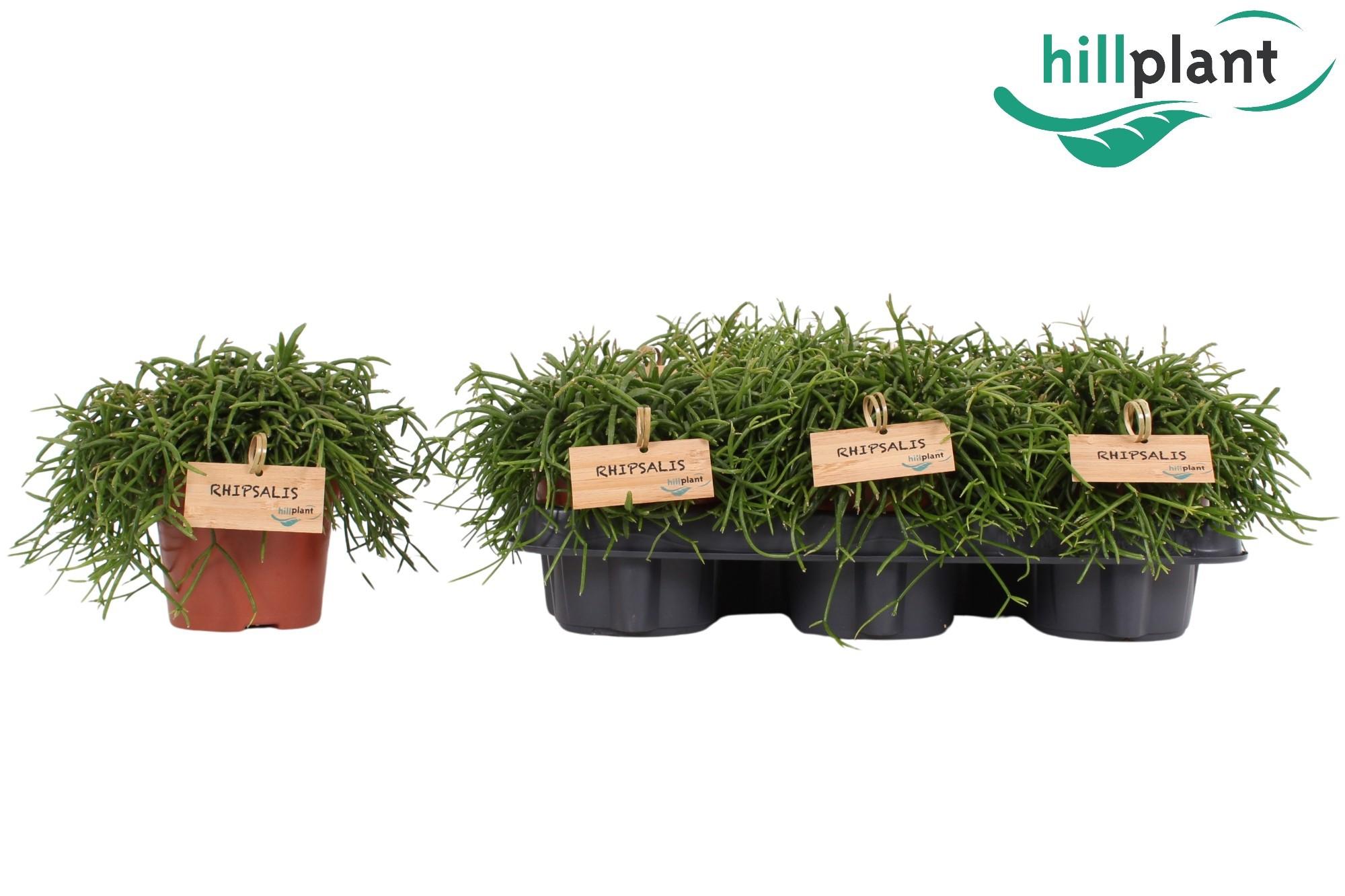 Горшечные цветы и растения оптом Rhipsalis Oasis от 6шт из Голландии с доставкой по России