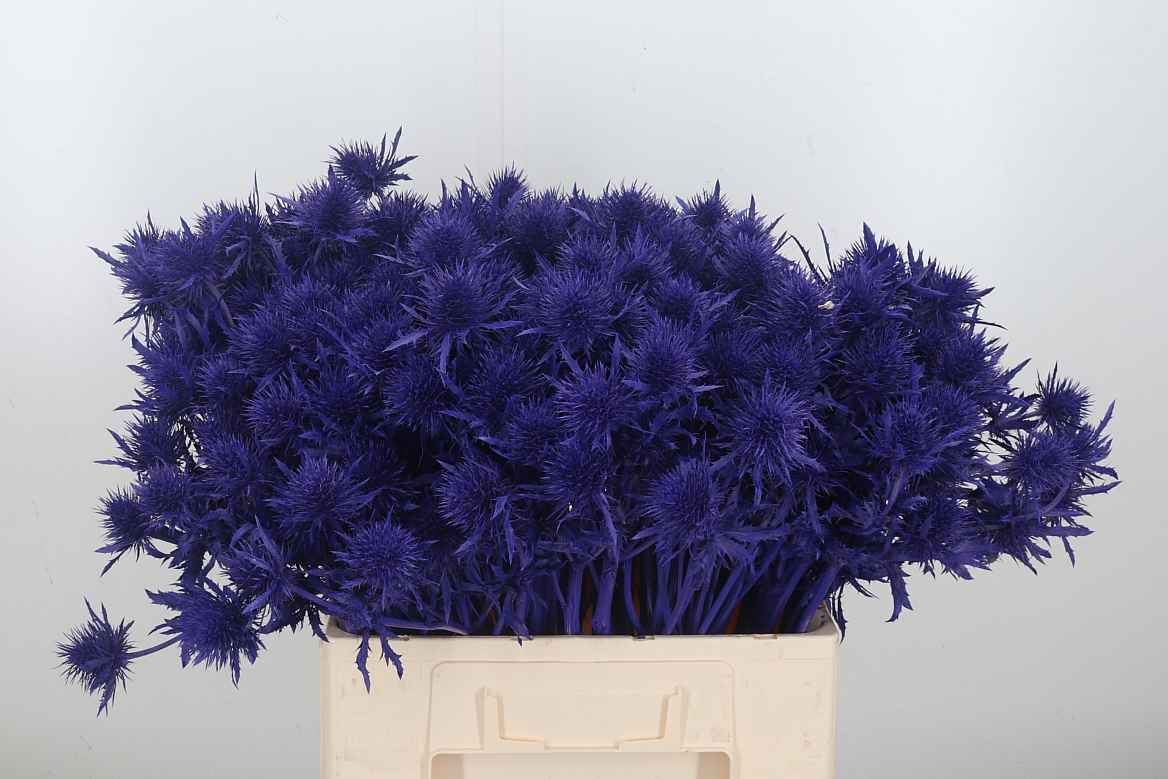 Срезанные цветы оптом Eryngium supernova paint purple от 50шт из Голландии с доставкой по России