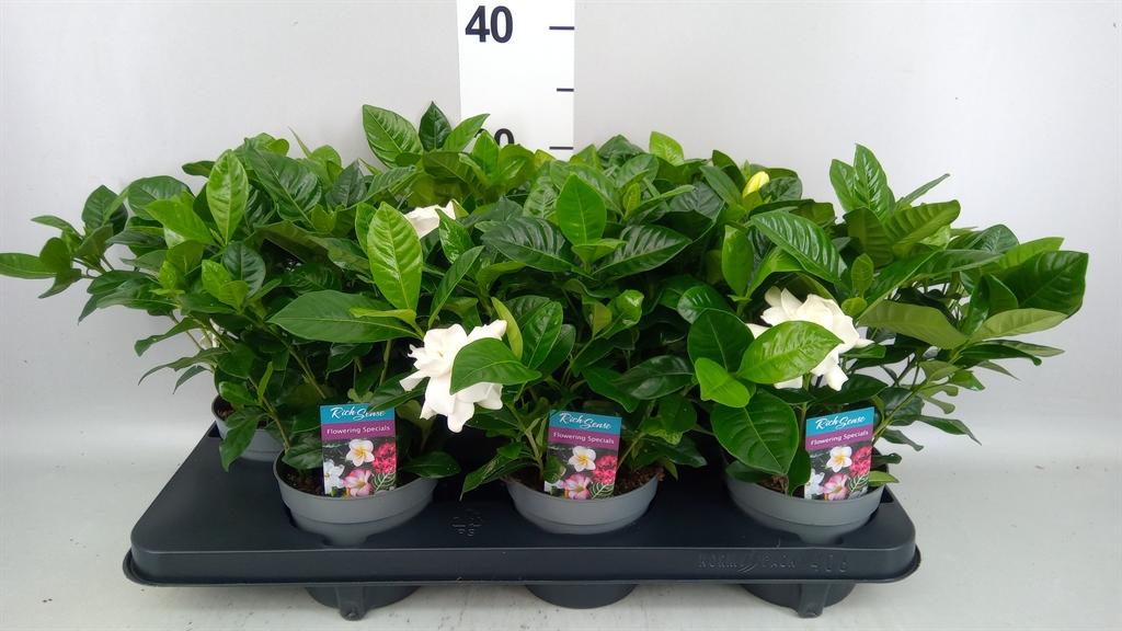 Горшечные цветы и растения оптом Gardenia Jasminoides A от 6шт из Голландии с доставкой по России