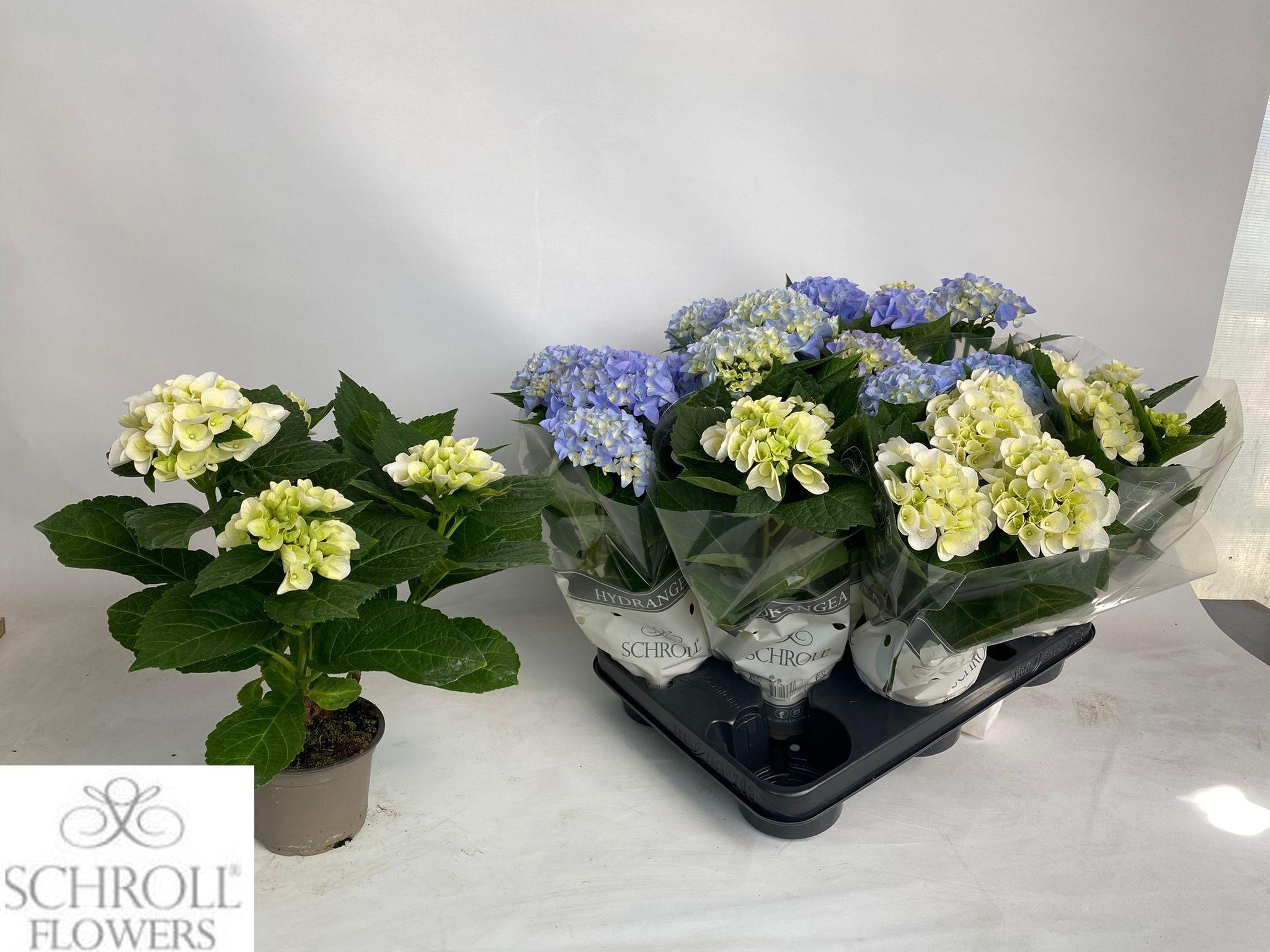 Горшечные цветы и растения оптом Hydr M Gem от 8шт из Голландии с доставкой по России