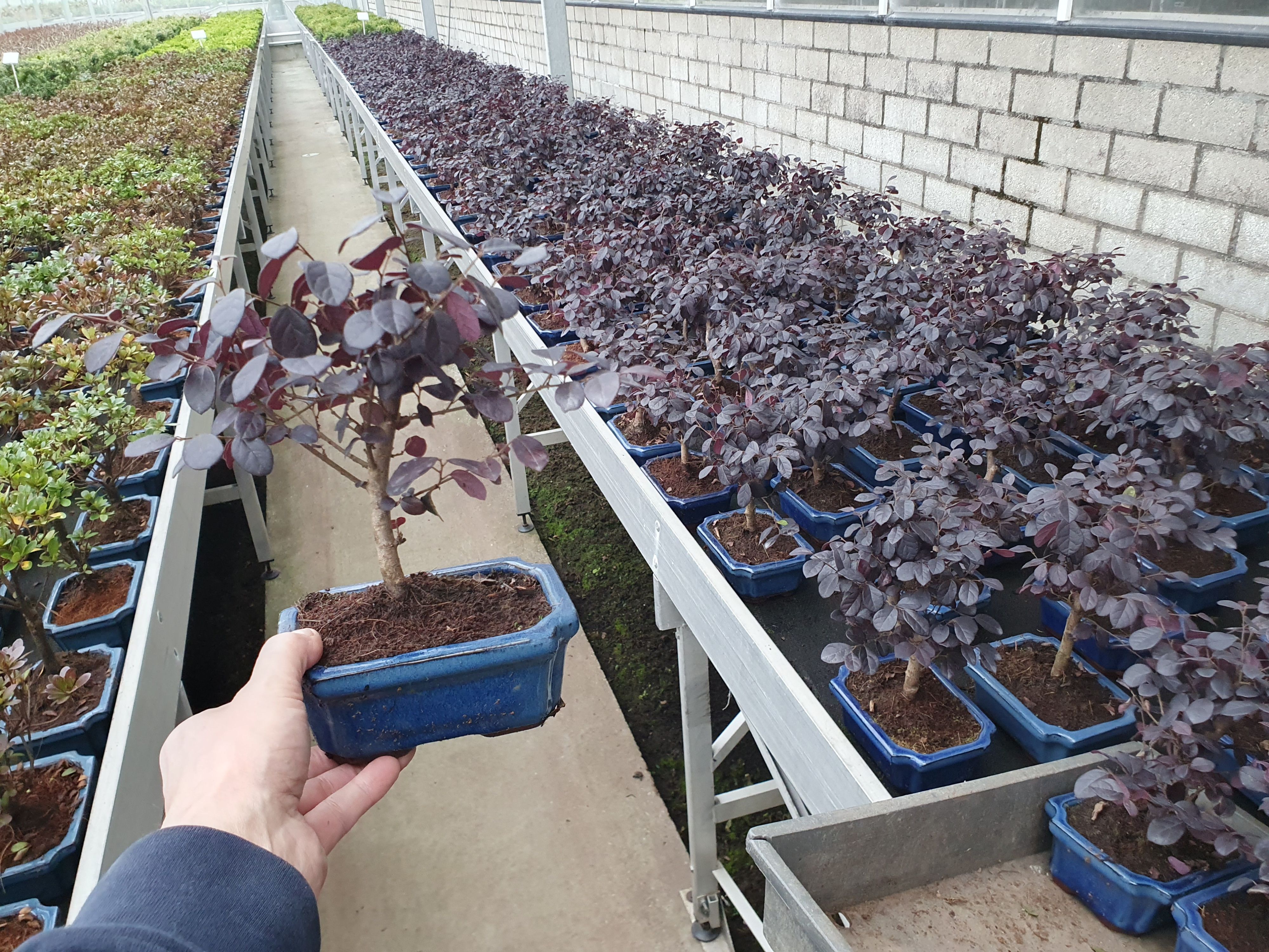 Горшечные цветы и растения оптом Loropetalum Rubra, 15 Cm Broom, Without Drip Tray от 8шт из Голландии с доставкой по России