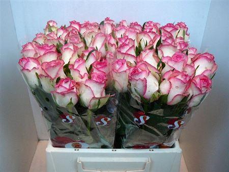 Срезанные цветы оптом Rosa large jumilia от 550шт из Голландии с доставкой по России