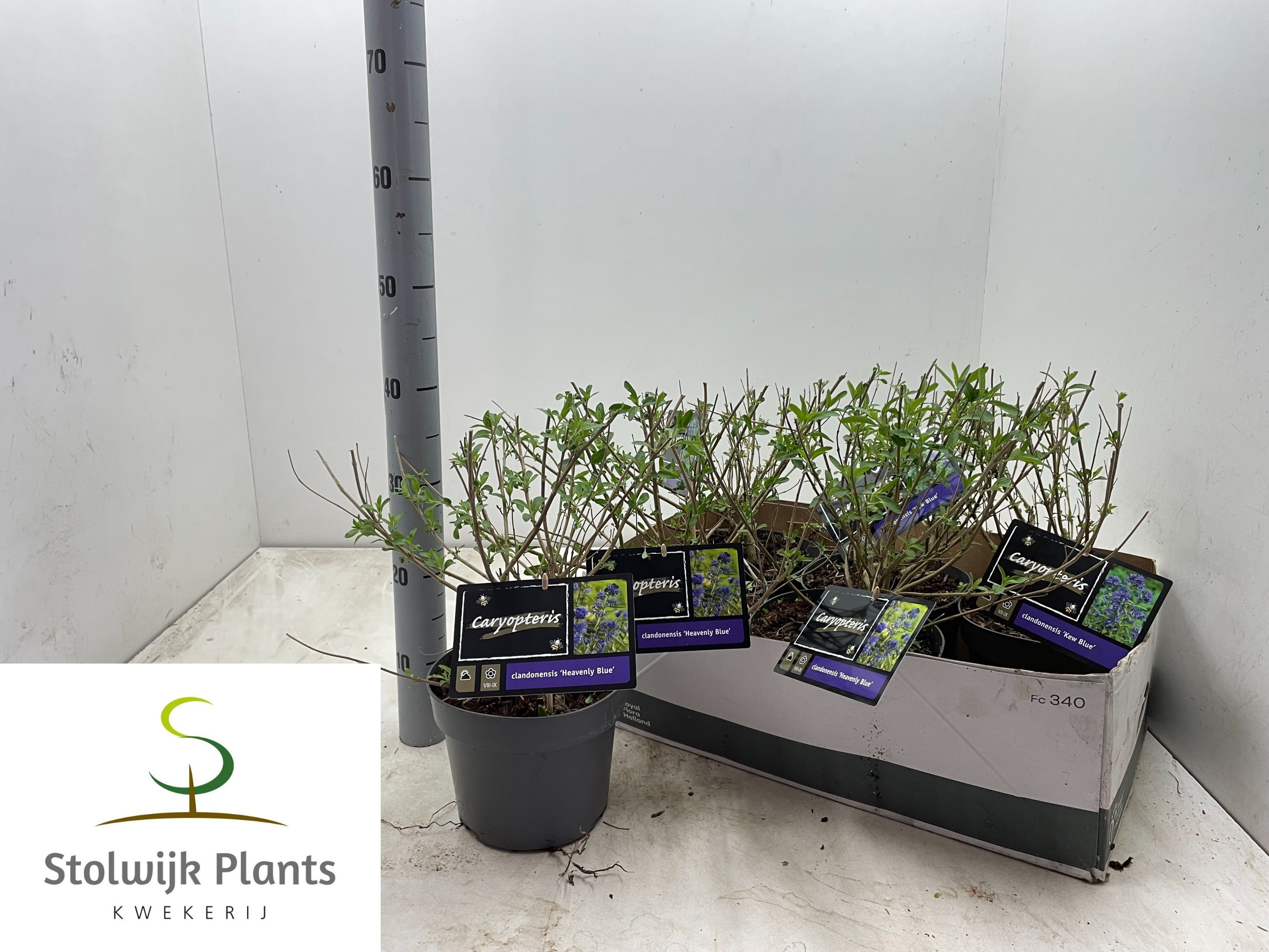 Горшечные цветы и растения оптом Caryo Clandonensis от 6шт из Голландии с доставкой по России