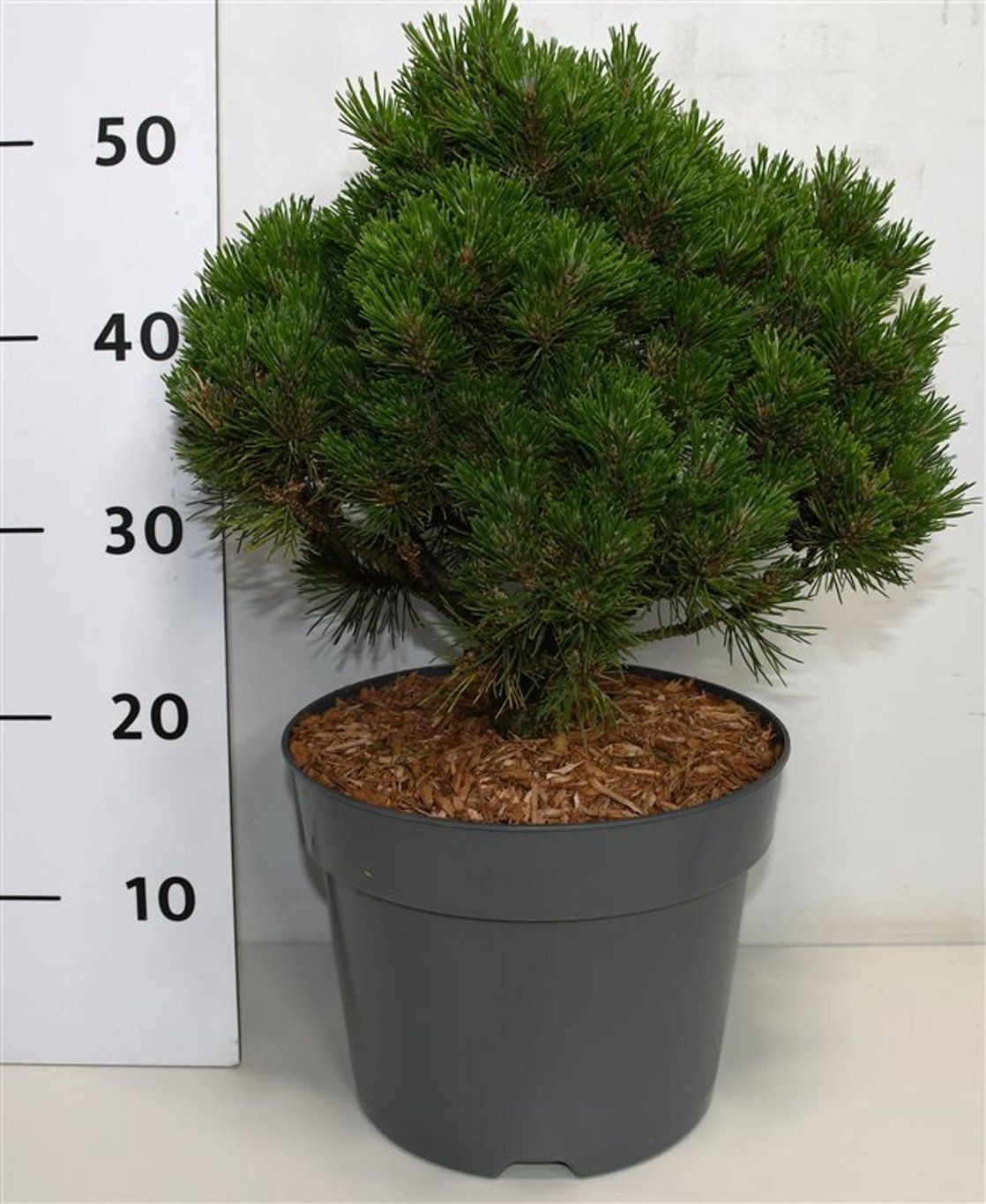 Горшечные цветы и растения оптом Pinus Mugo Heideperle от 1шт из Голландии с доставкой по России