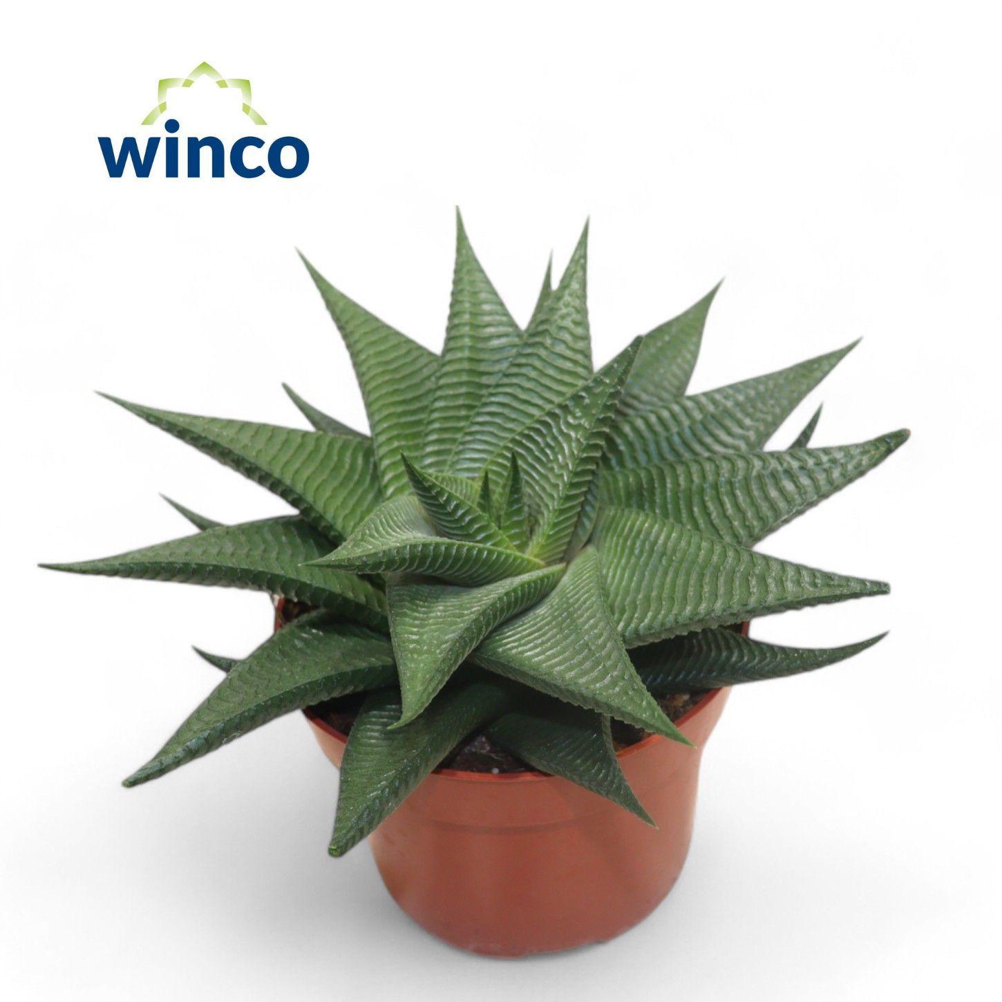 Горшечные цветы и растения оптом Haworthia Limifolia Twist от 6шт из Голландии с доставкой по России
