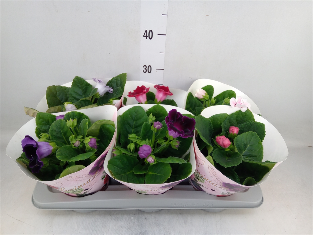 Горшечные цветы и растения оптом Sinningia   ...mix от 6шт (для телеги) из Голландии с доставкой по России