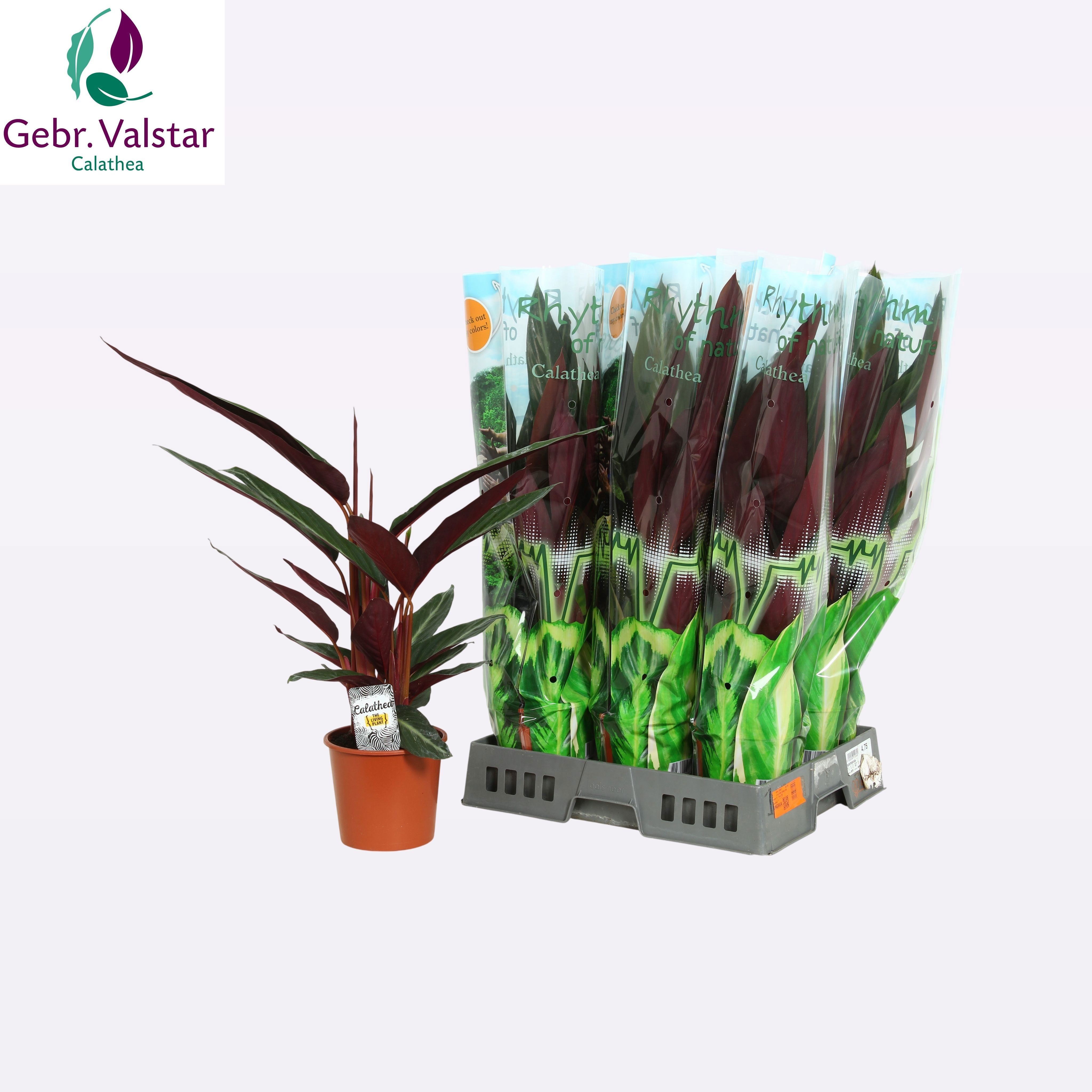 Горшечные цветы и растения оптом Strom Sa Stripestar от 6шт из Голландии с доставкой по России