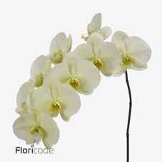 Срезанные цветы оптом Phalaenopsis limon bella (per stem) от 2шт из Голландии с доставкой по России