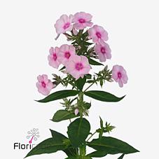 Срезанные цветы оптом Phlox sweet lexy от 50шт из Голландии с доставкой по России