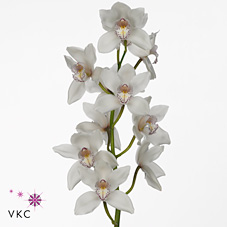 Срезанные цветы оптом Cymbidium white mrs white crystal от 6шт из Голландии с доставкой по России