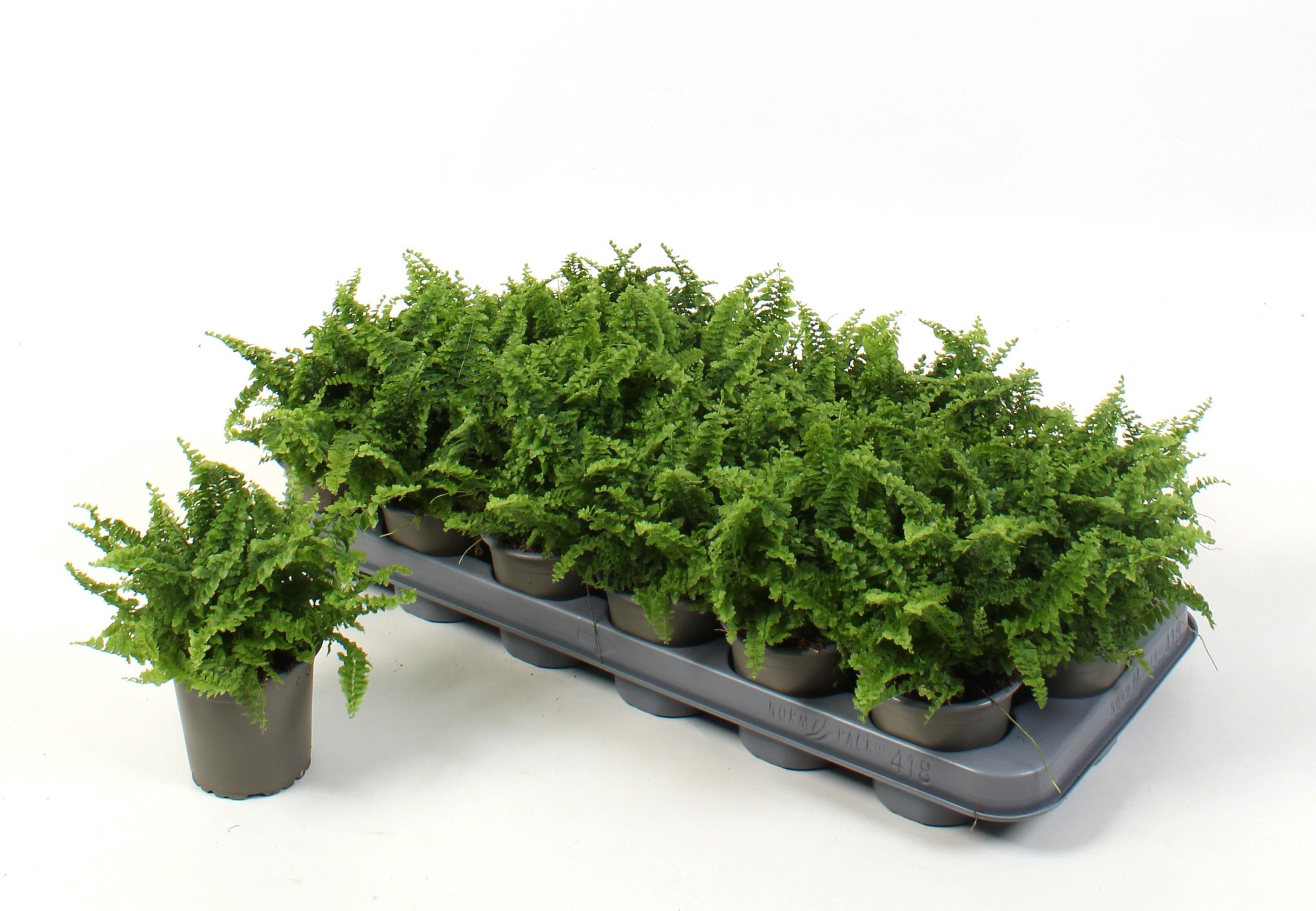 Горшечные цветы и растения оптом Nephr Ex Ov от 18шт (для телеги) из Голландии с доставкой по России