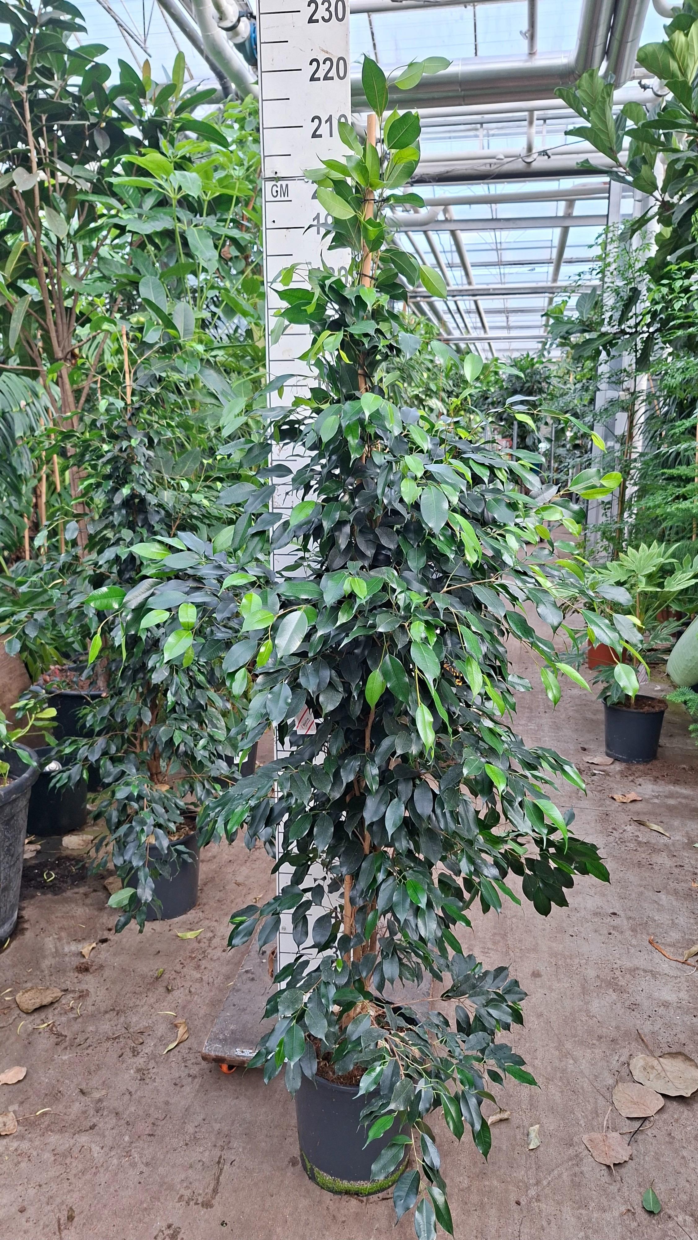 Горшечные цветы и растения оптом Ficus Be Danielle Piramide от 1шт из Голландии с доставкой по России