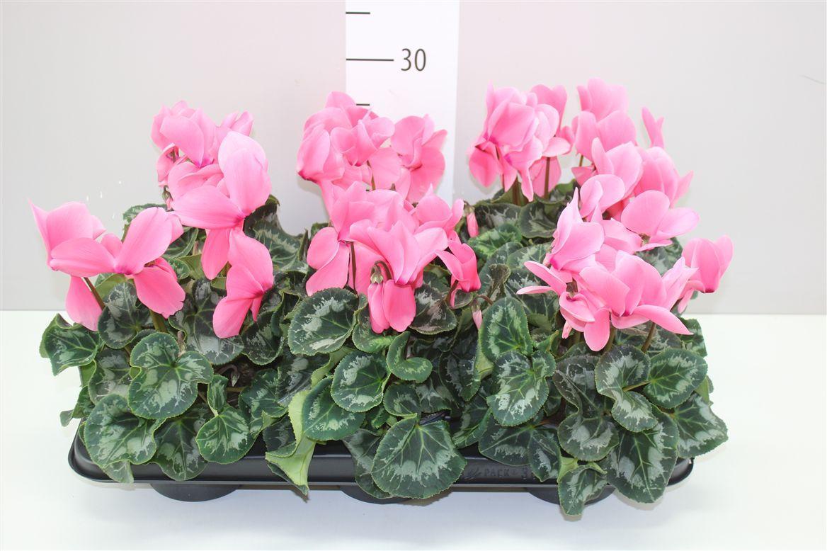 Горшечные цветы и растения оптом Cyclamen Gr Halios Zalm Roze от 6шт (для телеги) из Голландии с доставкой по России