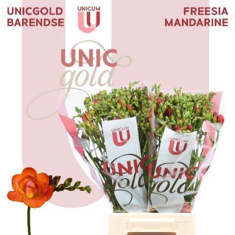 Срезанные цветы оптом Freesia do mandarine от 100шт из Голландии с доставкой по России