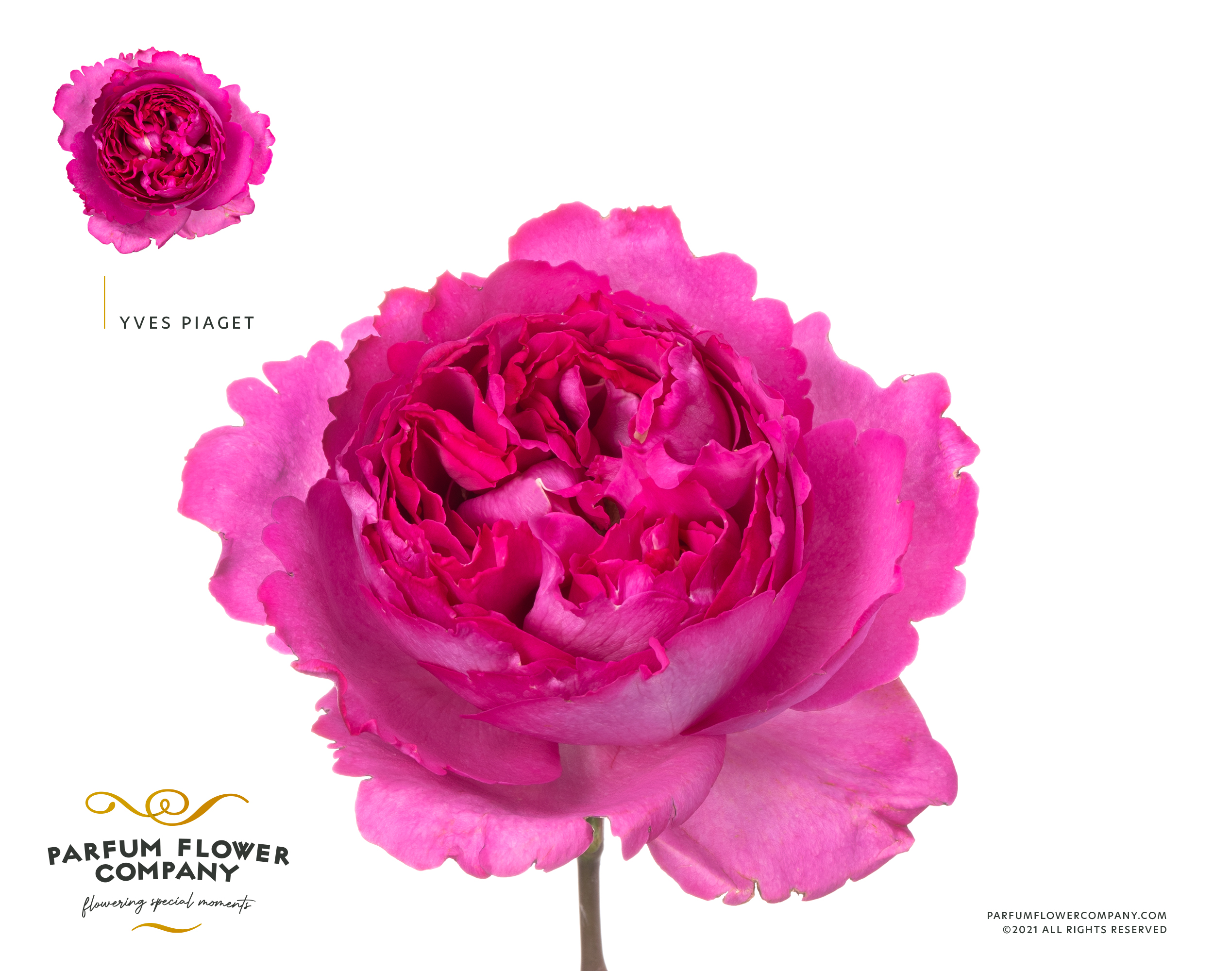 Срезанные цветы оптом Rosa garden yves piaget от 24шт из Голландии с доставкой по России