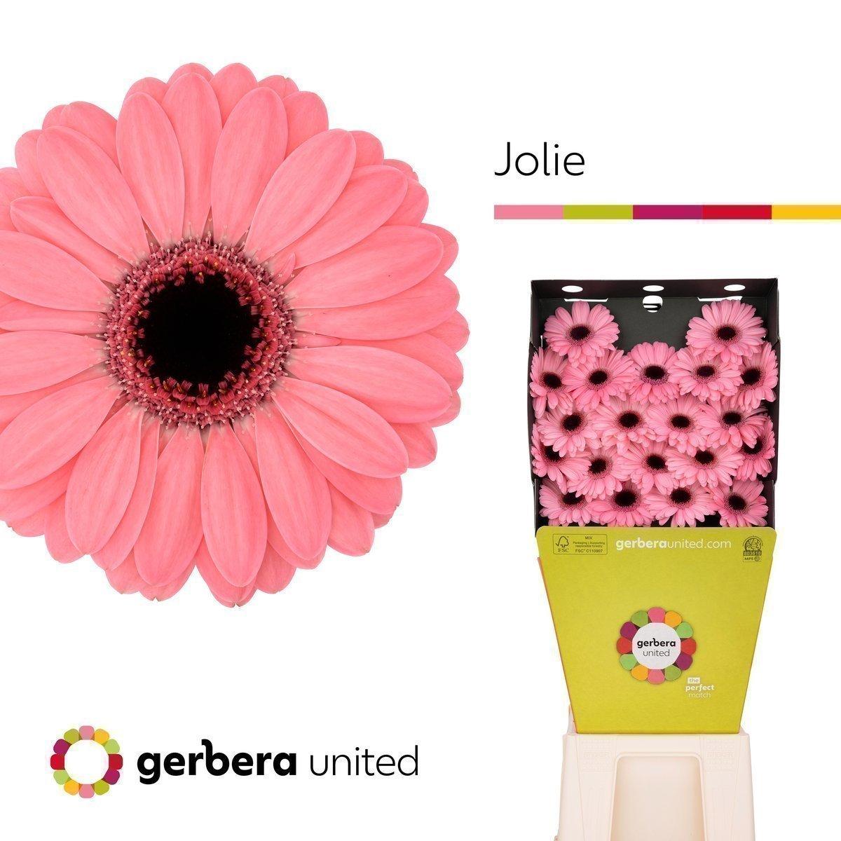 Срезанные цветы оптом Germini diamond jolie от 80шт из Голландии с доставкой по России