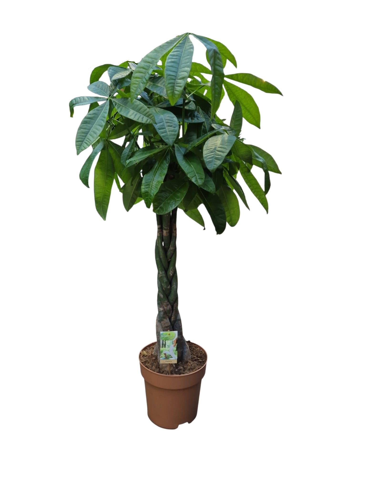Горшечные цветы и растения оптом Pachira Aquatica Twisted Stem A от 1шт из Голландии с доставкой по России