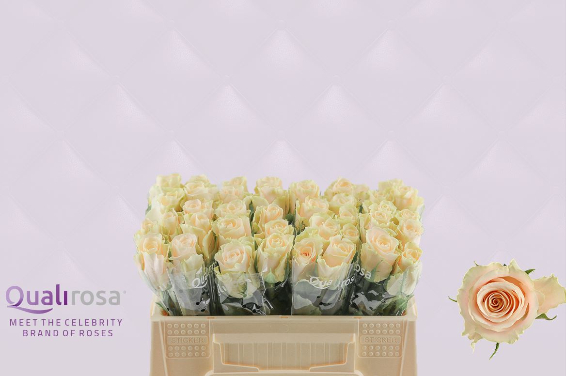 Срезанные цветы оптом Rosa large charmant от 40шт из Голландии с доставкой по России