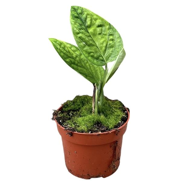 Горшечные цветы и растения оптом Monstera Peru Variegata от 1шт из Голландии с доставкой по России