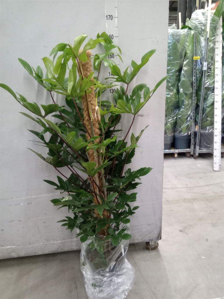 Горшечные цветы и растения оптом Philodendron Pedatum от 1шт из Голландии с доставкой по России