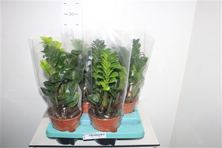 Горшечные цветы и растения оптом Zamioculcas Zenzi 4-5+ от 4шт из Голландии с доставкой по России
