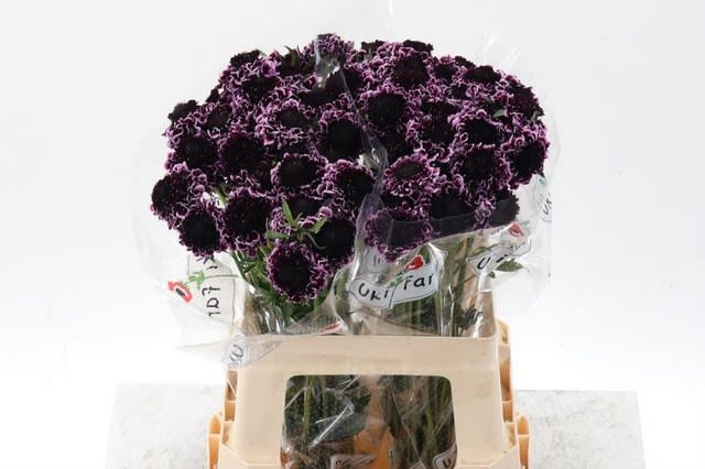 Срезанные цветы оптом Scabiosa sweet cherry scoop от 60шт из Голландии с доставкой по России