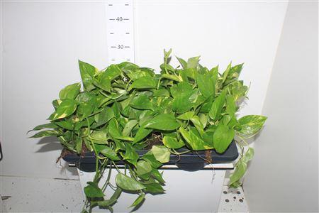 Горшечные цветы и растения оптом Scind Ov от 6шт из Голландии с доставкой по России