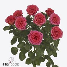 Срезанные цветы оптом Rosa spray chimo от 40шт из Голландии с доставкой по России