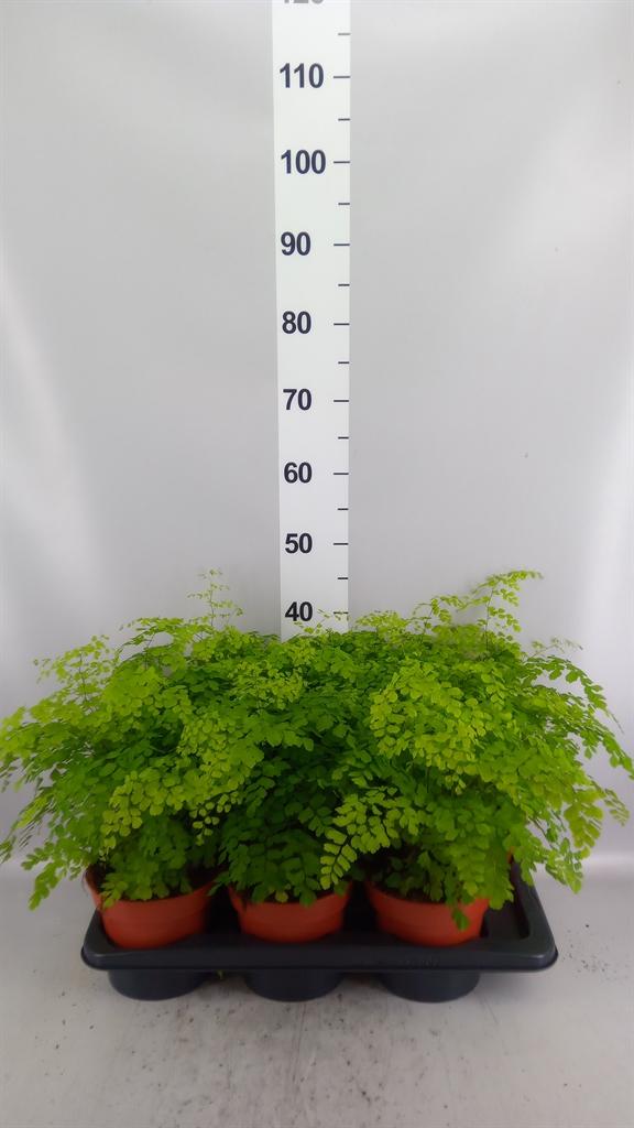 Горшечные цветы и растения оптом Adiantum Fragrans от 6шт из Голландии с доставкой по России