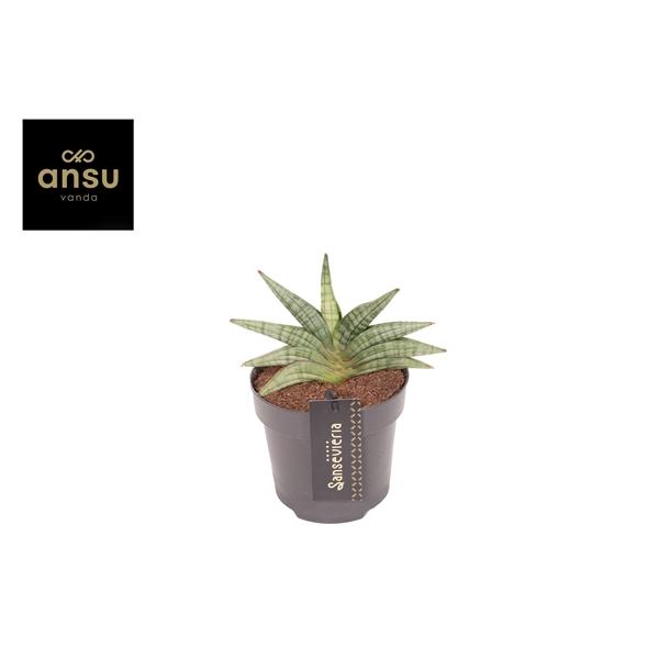 Горшечные цветы и растения оптом Sansevieria Inti Mini No. 1 от 6шт из Голландии с доставкой по России