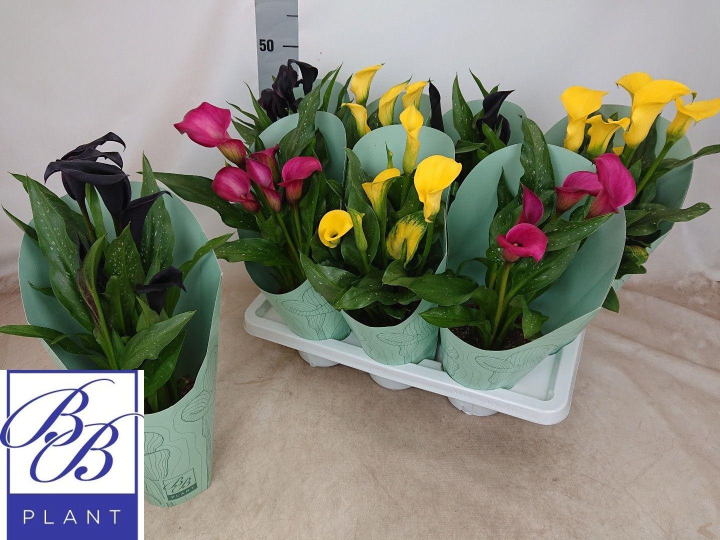 Горшечные цветы и растения оптом Zant Gem от 7шт из Голландии с доставкой по России