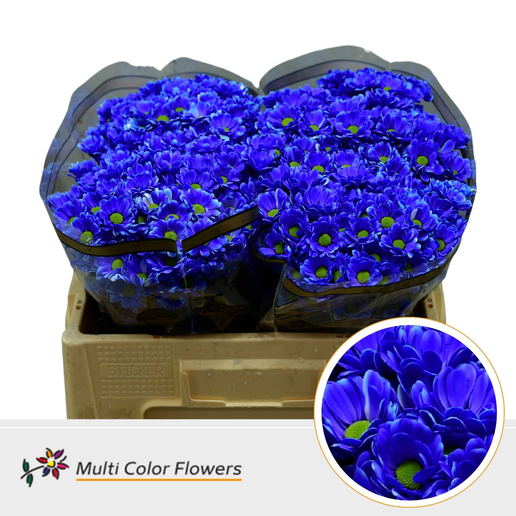 Срезанные цветы оптом Chrysant sa paint bowie blue dark от 50шт из Голландии с доставкой по России