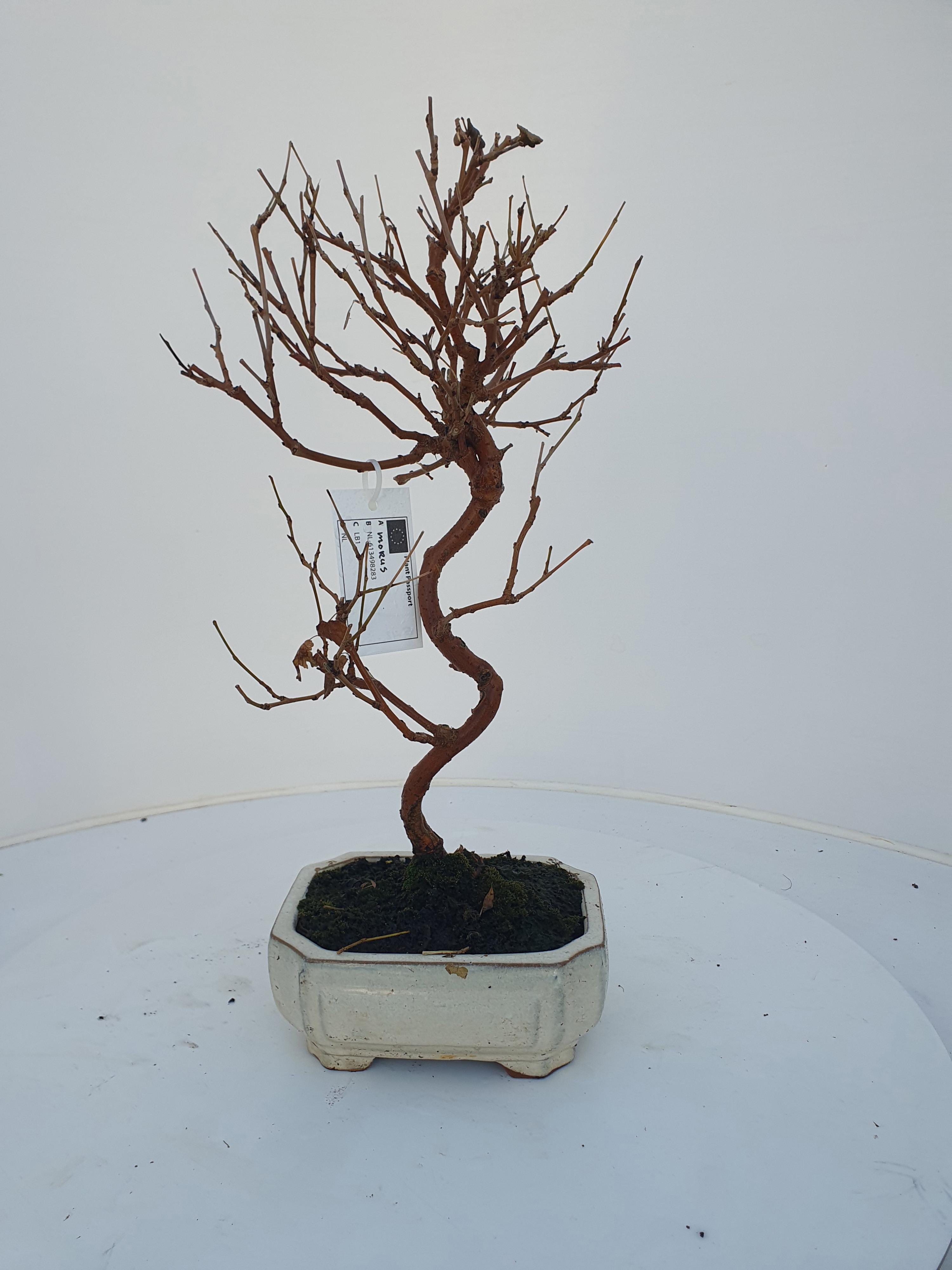 Горшечные цветы и растения оптом Morus Nigra, Pot 15cm. от 4шт из Голландии с доставкой по России
