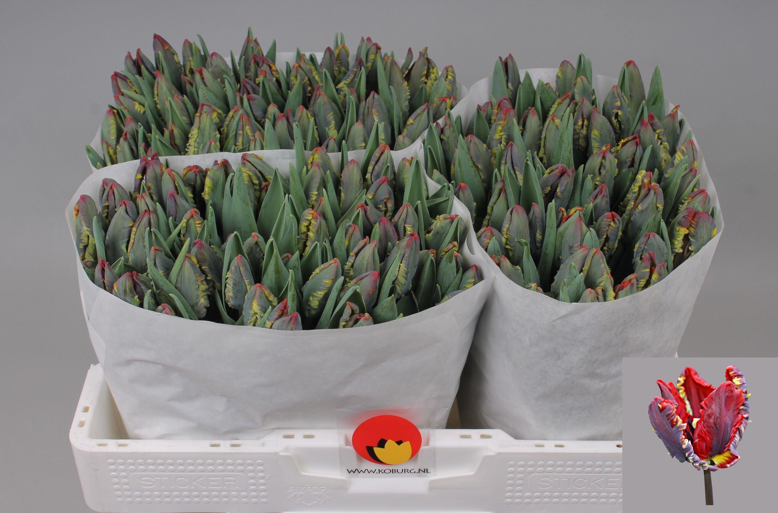 Срезанные цветы оптом Tulipa pa rococo от 150шт из Голландии с доставкой по России Срезанные цветы оптом Tulipa pa rococo от 150шт из Голландии с доставкой по России