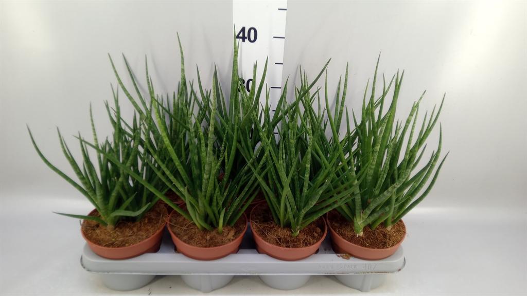 Горшечные цветы и растения оптом Sansevieria ... от 7шт из Голландии с доставкой по России