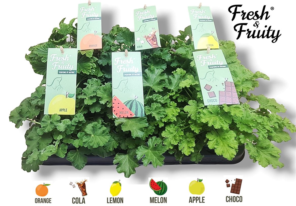 Горшечные цветы и растения оптом Pelargonium Frag Mix (fresh&fruity) от 8шт из Голландии с доставкой по России