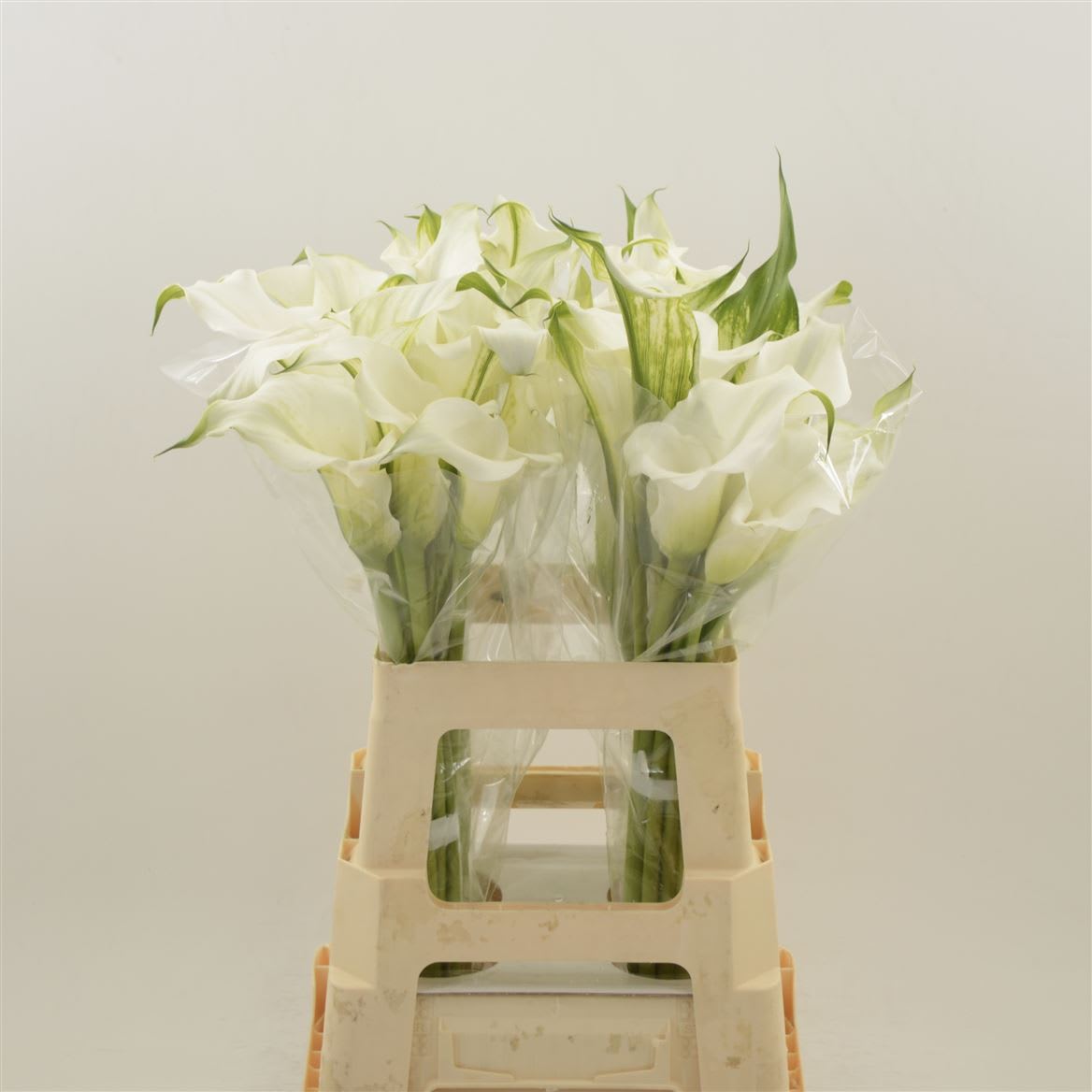 Срезанные цветы оптом Zantedeschia white mambo double от 40шт из Голландии с доставкой по России