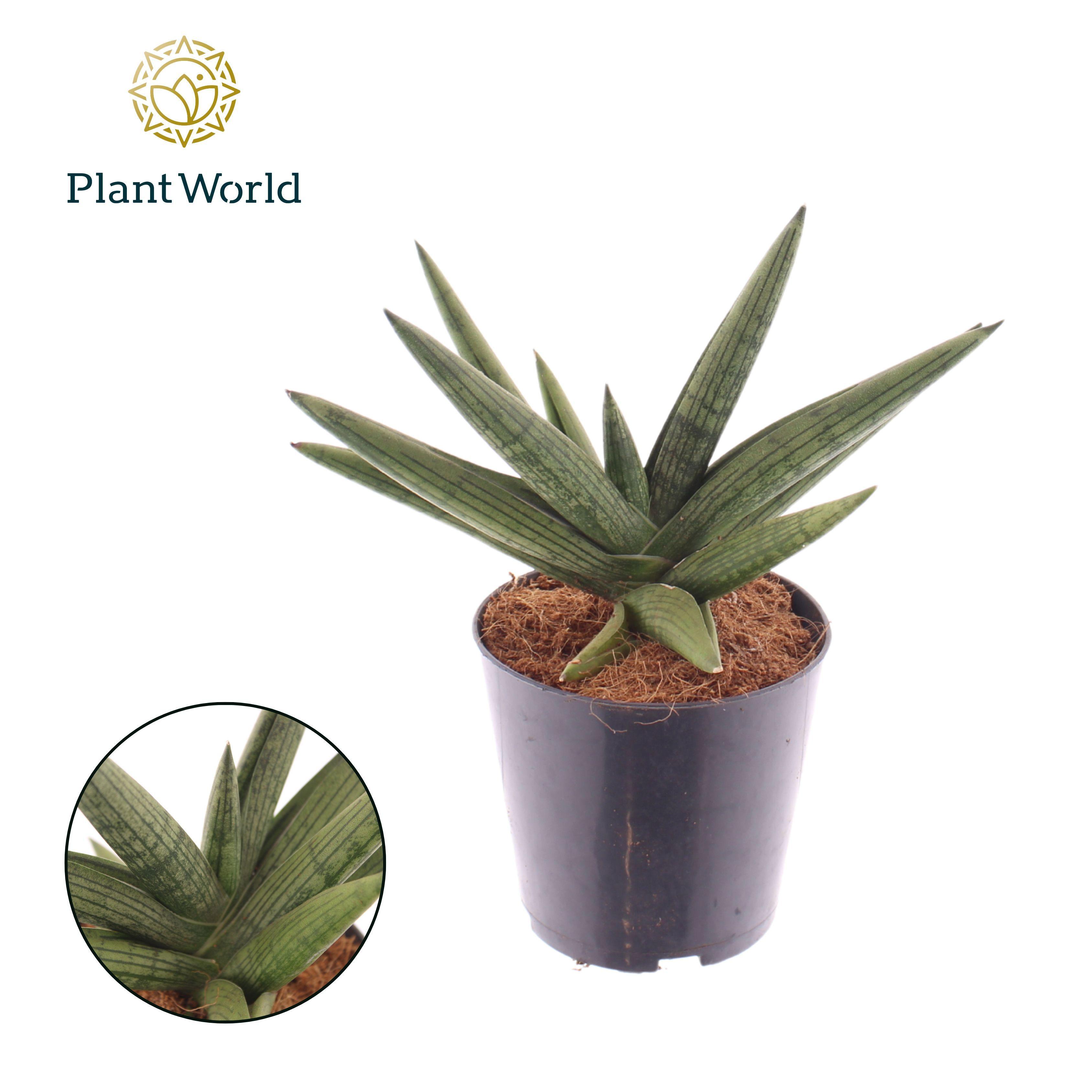 Горшечные цветы и растения оптом Sansevieria Helios Twisted от 6шт из Голландии с доставкой по России