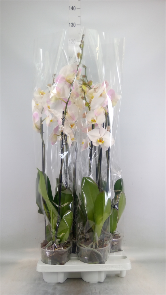 Горшечные цветы и растения оптом Phalaenopsis   ...white от 4шт из Голландии с доставкой по России