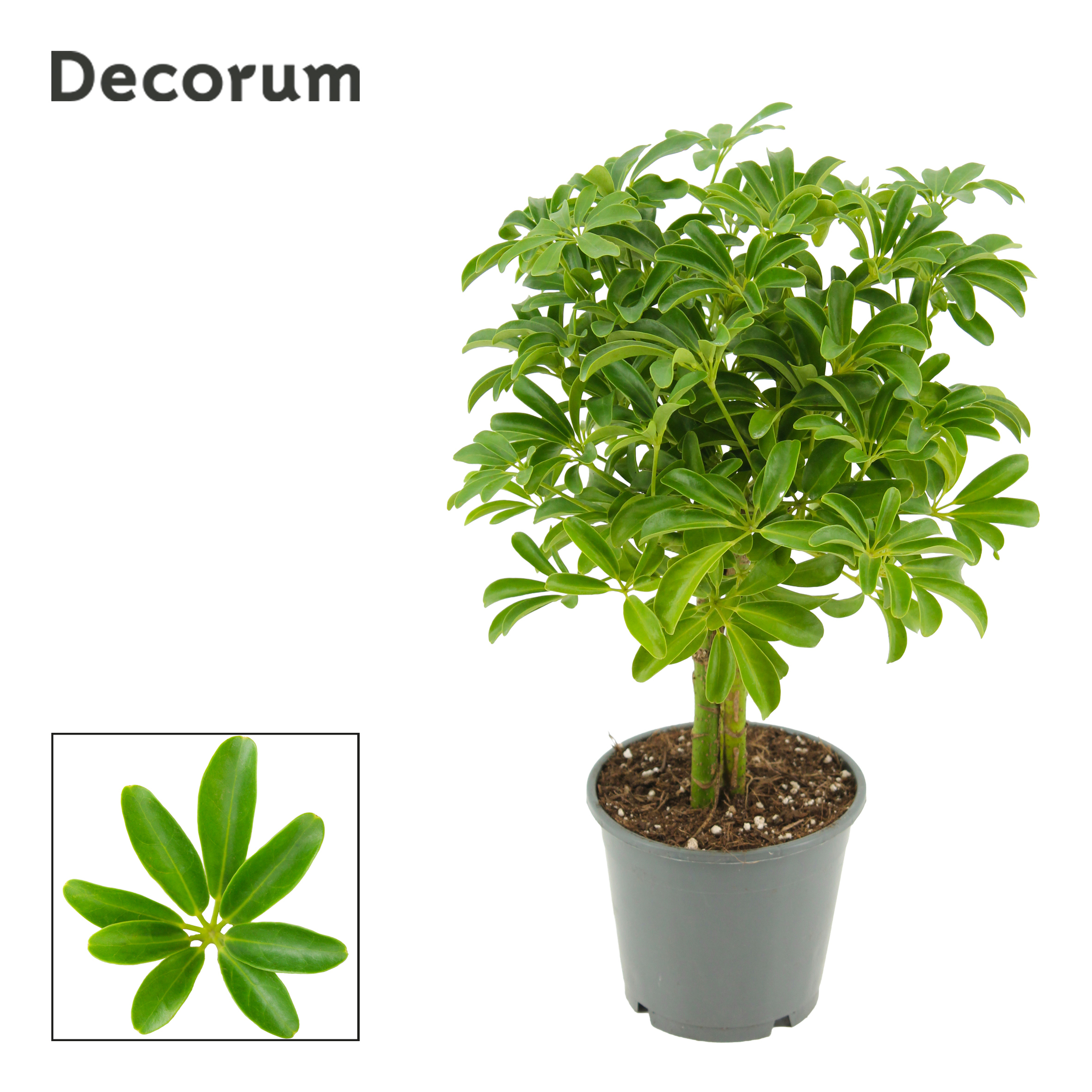 Горшечные цветы и растения оптом Schefflera Luseana On Stem (decorum) от 7шт из Голландии с доставкой по России