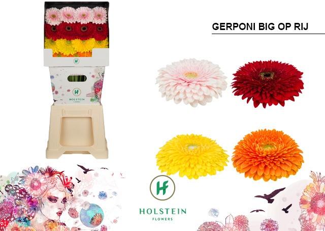 Срезанные цветы оптом Gerbera diamond gerponi big mix in row от 45шт из Голландии с доставкой по России