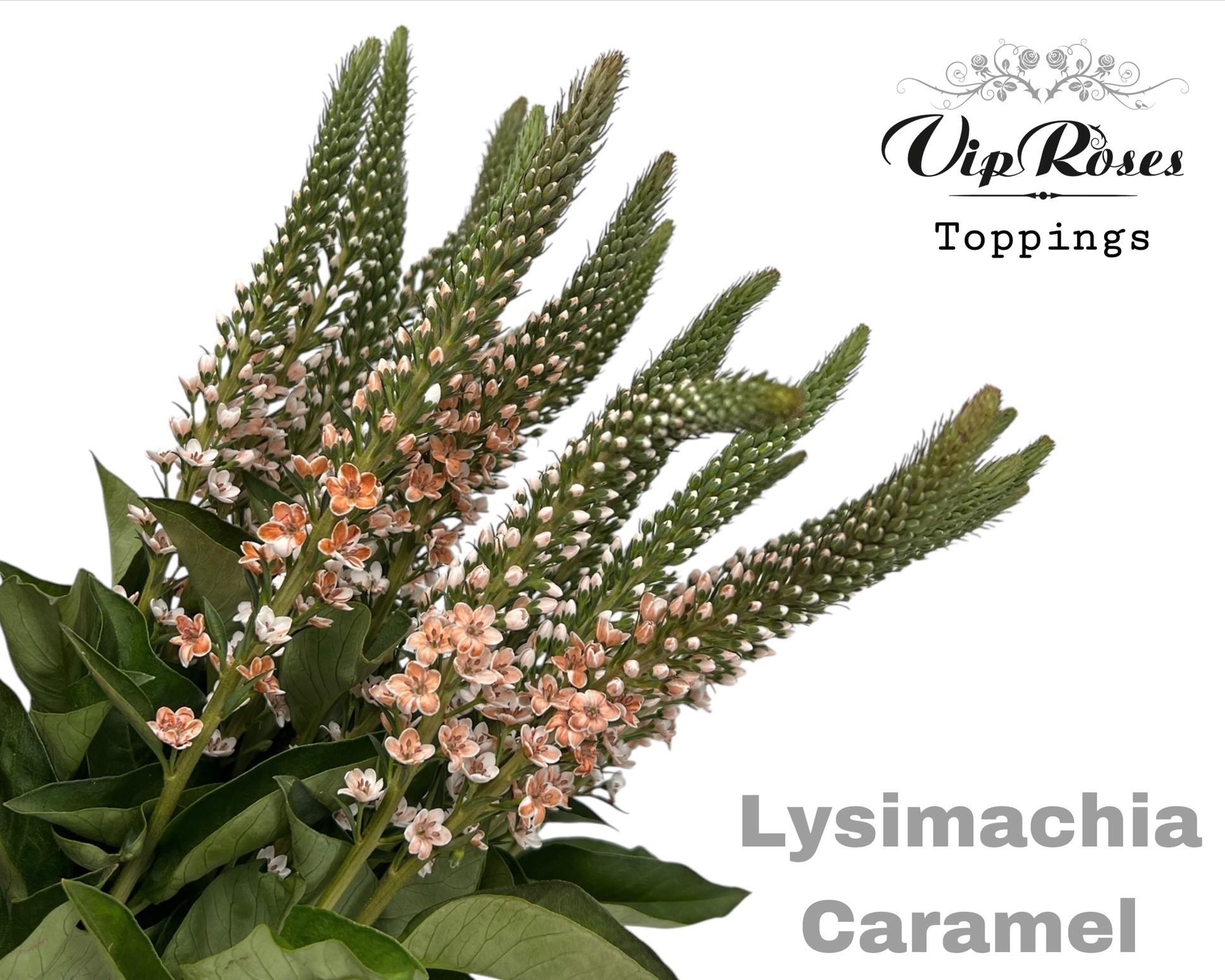 Срезанные цветы оптом Lysimachia paint caramel от 50шт из Голландии с доставкой по России